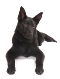 solid black german shepherds