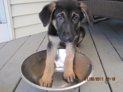 German Shepherd Puppy Storm