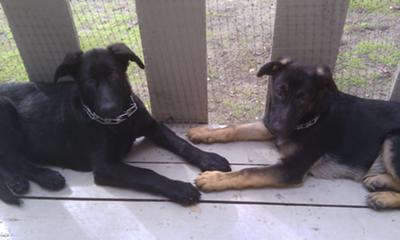 German Shepherds Sunning on the Deck