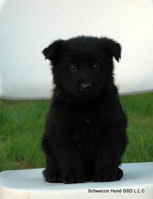 German Shepherd Puppy Thor