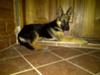 GSD Eyo 4 months old 20/02/11