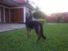 GSD Eyo at 6 months flashing tail