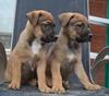 German Shepherd Mix pups