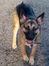 My German Shepherd Rescue