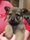 German Shepherd Mix Griz