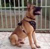 Rockey Belgian Malinois