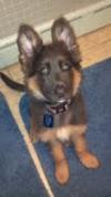 When his ears first stood @ about 10 wks!!