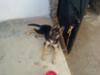 Tyson's Slow German Shepherd Growth1