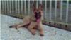 Rockey German Shepherd Malinois