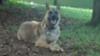 Rockey relaxing