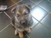 Zeus, our German Shepherd Puppy