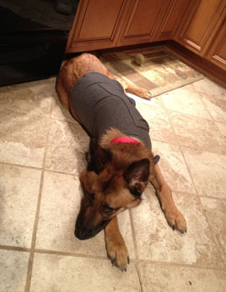 Thunder Shirt for Canine Anxiety