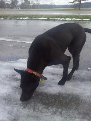 My black German Shepherd Mix, Titus