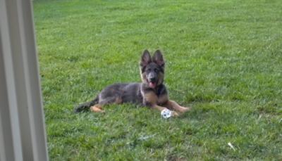 Chewing on a wiffle ball!!