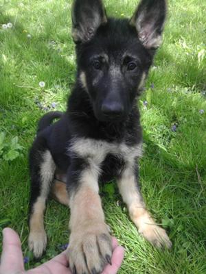 Tyson my GSD pup and his big paws