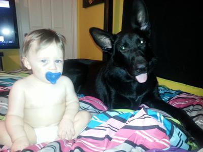Voodoo, my Black GSD
