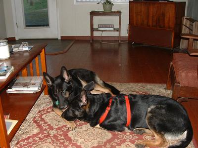 My German Shepherd keepers