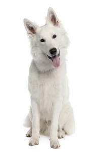 white german shepards