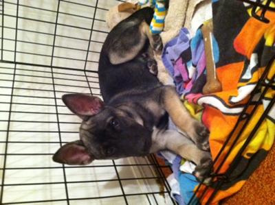 Sadie - German Shepherd Mix Puppy Sadie - German Shepherd Mix Puppy