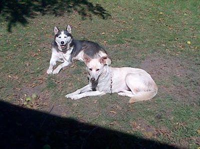 Akira (White Shepherd Husky Mix) and Cujo