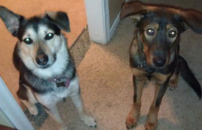 Rylee and Brady GSD Mixes