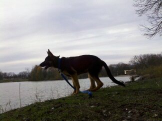 GSD Apollo - Don't be fooled...he's pretty long...and all bone