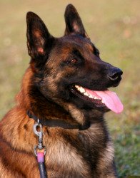 Belgian Shepherd Malinois