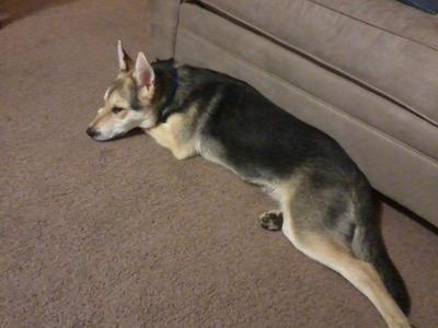 German Shepherd Mix Bentley at 5 months