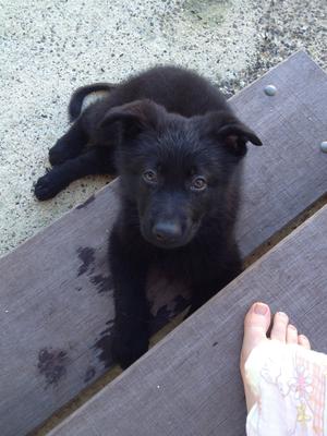 Shadow, my Black German Shepherd