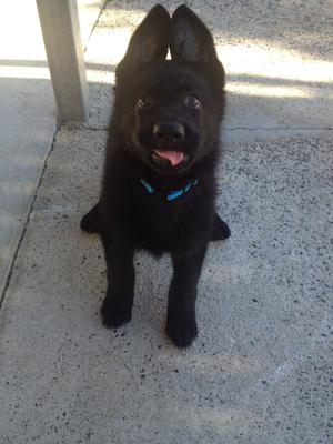 Black GSD, Shadow