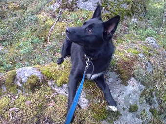 Noki - Border Collie German Shepherd mix