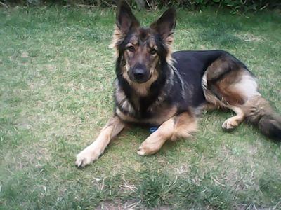 Breeze, my Purebred German Shepherd