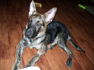 German Shepherd at 4 Months