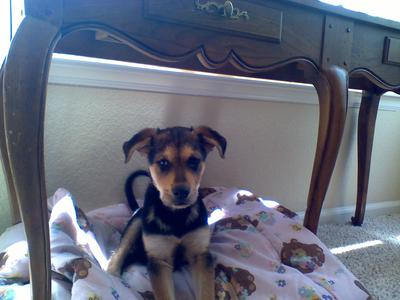 Brutus, our GSD Australian Shepherd Mix