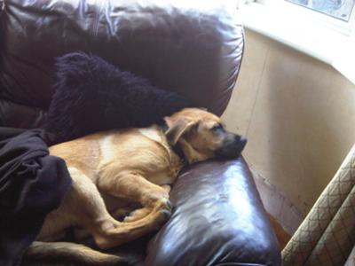 Loves my sofas - hates his bed