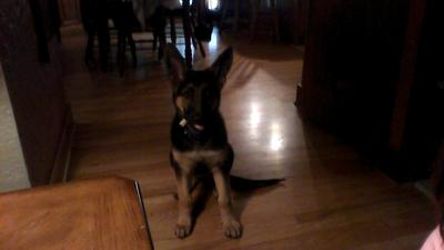 My German Shepherd Charlie