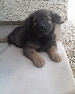 GSD Puppy at 2 Months and 7.2 Pounds
