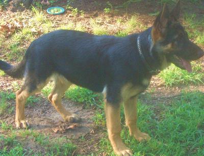 GSD Cheyenne at 4 months old