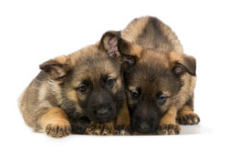 Choosing Your Puppy