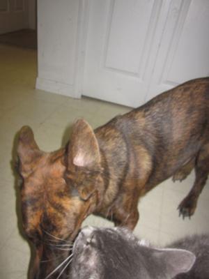 CiCi German Shepherd Mix with my cat