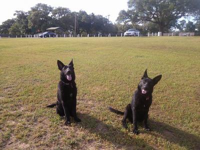 My solid black GSDs