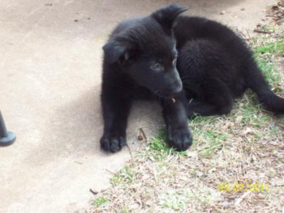 Black German Shepherd Puppies