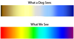 Dog Color Blind