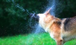 dog-grooming-bathing