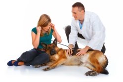 Dog Health Care Questions