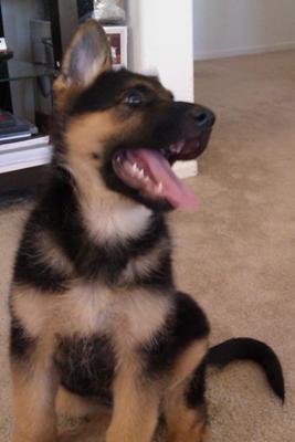 German Shepherd Puppy Duke