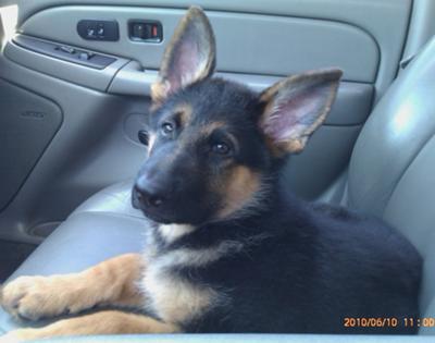 Duke in the Car