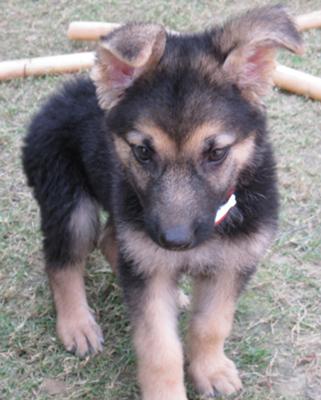 2 month german shepherd puppy elli 2 month german shepherd puppy elli