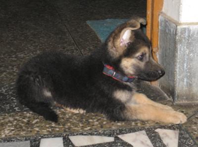 2 month german shepherd puppy elli 2 month german shepherd puppy elli