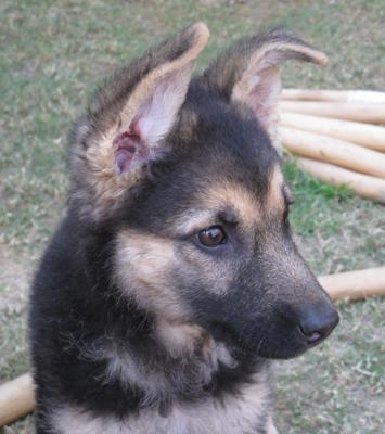 German Shepherd puppy Elli at 10 weeks old